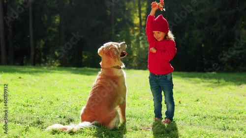 A girl plays with a dog in an autumn park on the lawn. A child in knitted red clothes next to a golden retriever. The dog is dutifully waiting for his toy photo