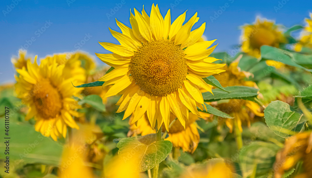 Fleurs de tournesols dans un champs avec la lumière du soleil.	