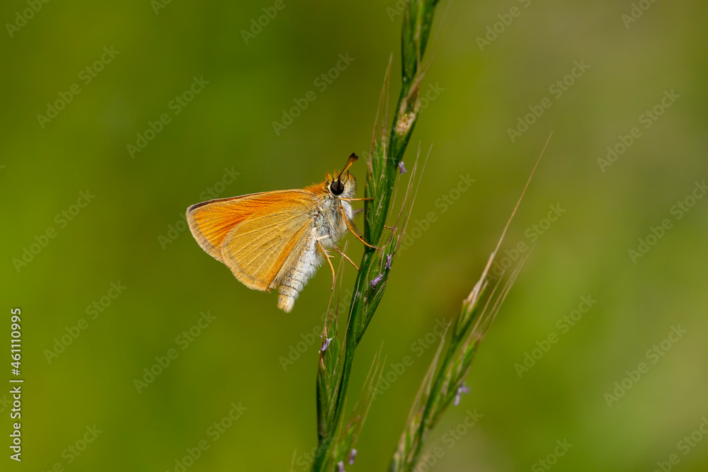 little yellow butterfly perched on a rickety weed, Thymelicus sylvestris little yellow butterfly perched on a rickety weed, Thymelicus sylvestris