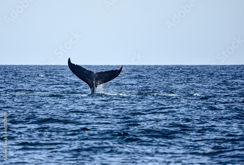 A humpback whale (Megaptera novaeangliae) showing off her tail.  Copy space. 