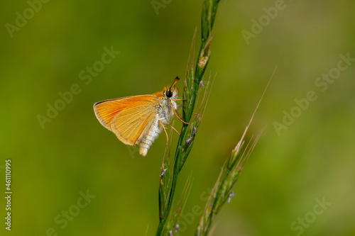 little yellow butterfly perched on a rickety weed, Thymelicus sylvestris