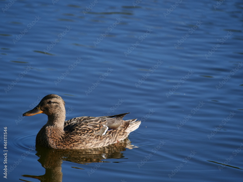 duck on the lake duck on the lake