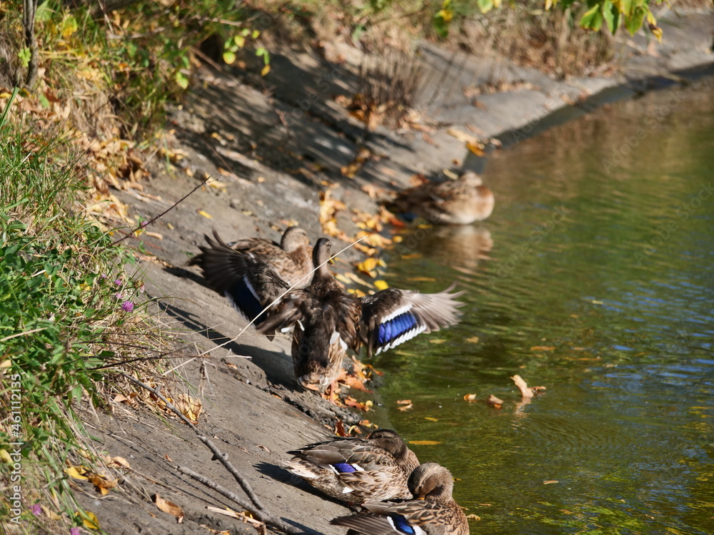 Obraz premium ducks on the river