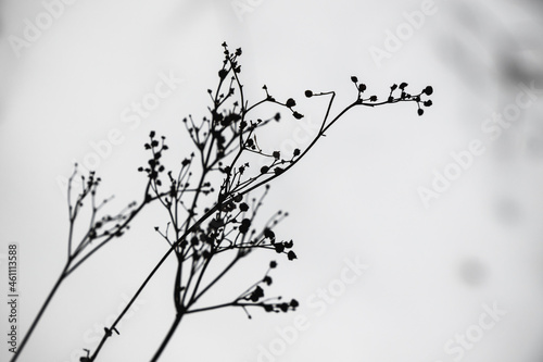 Dry flowers silhouette over blurred snowdrift