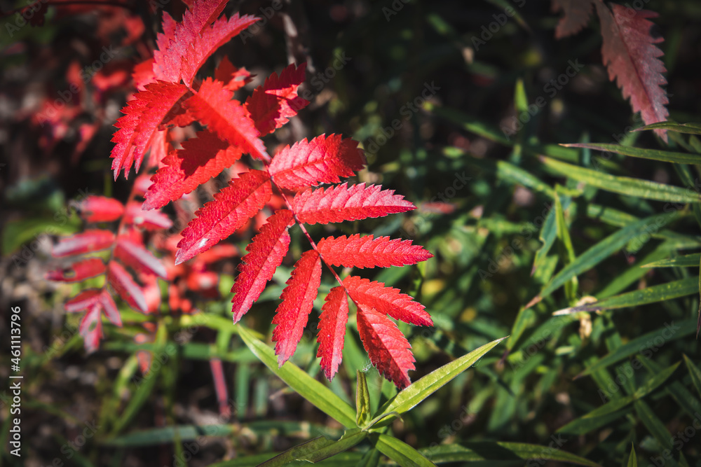 Rowan tree bright red autumn leaves Rowan tree bright red autumn leaves