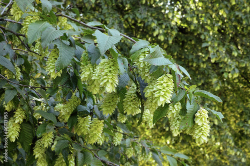 seed heads and leaves of european hop hornbeam photo