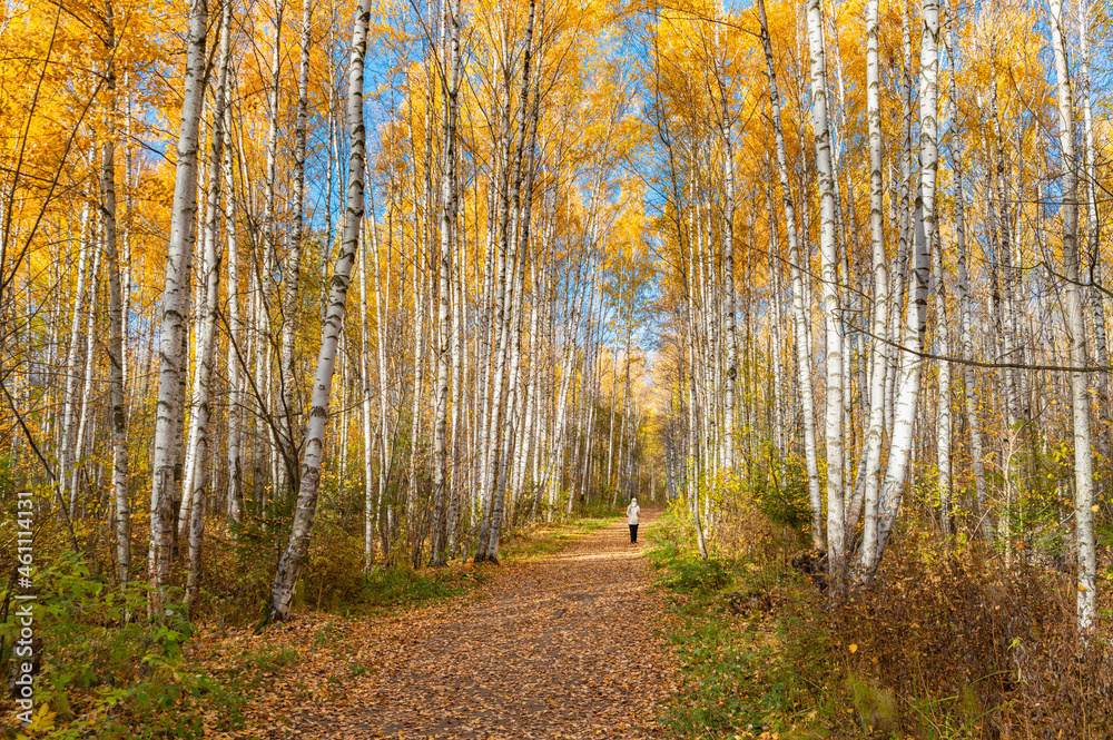 Obraz premium Avenue of autumn birches, golden foliage.
