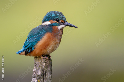 Eisvogel (Alcedo atthis) Jungvogel