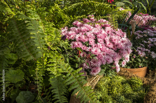 purple chrysanthemums and fern decorate the autumn garden