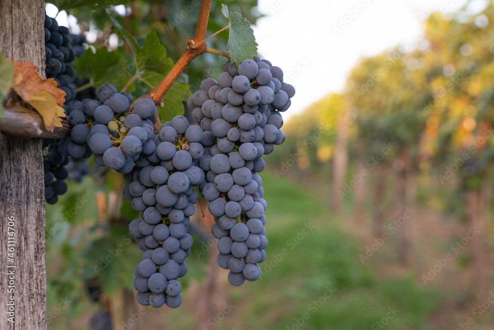 Beautiful healthy bunch of grapes, autumn harvest of vines.