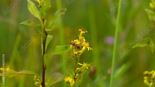 Obraz na płótnie Tiny firebug (pyrrhocoris apterus) on a yellow flower w salonie