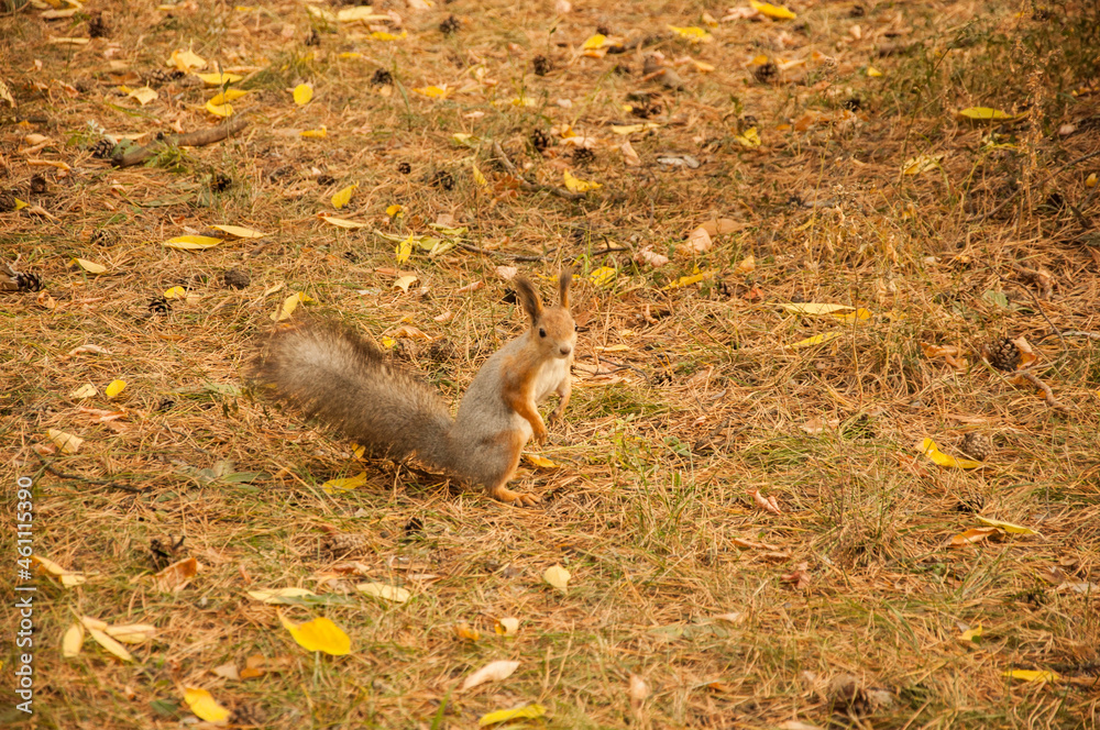 red squirrel in the autumn forest red squirrel in the autumn forest