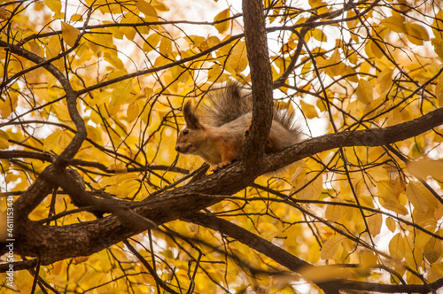 red squirrel in the autumn forest