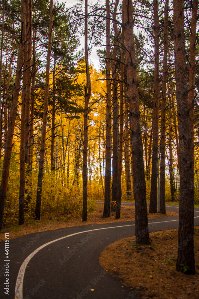 Obraz premium asphalt road with beautiful trees on the sides in autumn