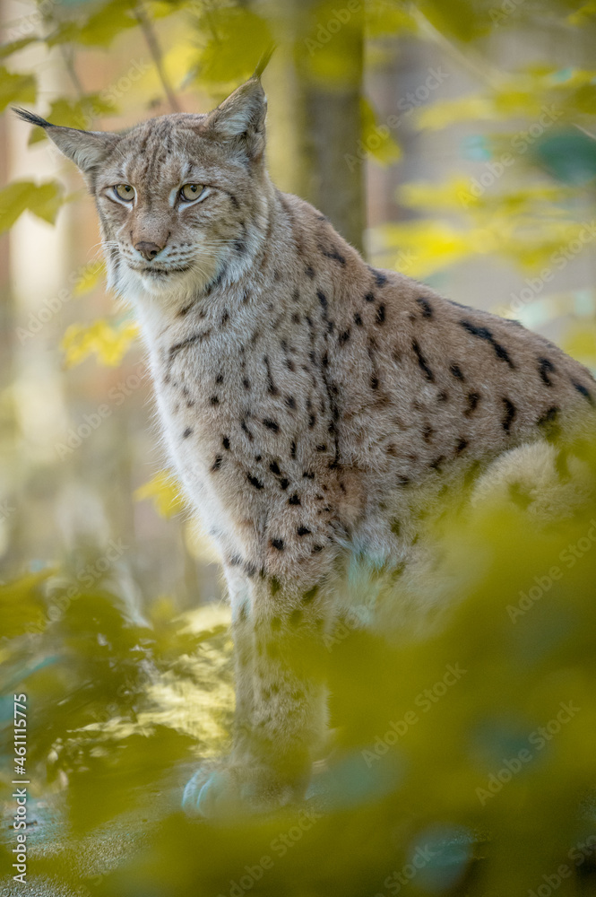 Fototapeta premium Luchs im Wald