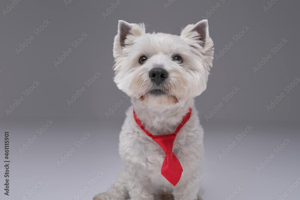 Funny white terrier doggy with red necktie isolated on gray Funny white terrier doggy with red necktie isolated on gray