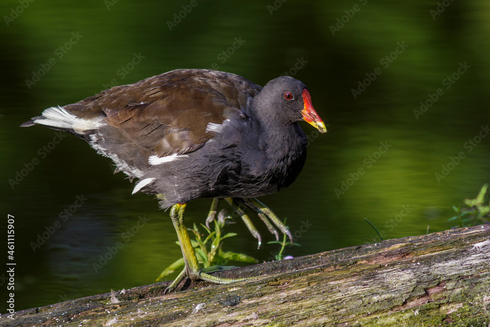 Grünfüßiges Teichhuhn (Gallinula chloropus) Grünfüßiges Teichhuhn (Gallinula chloropus)