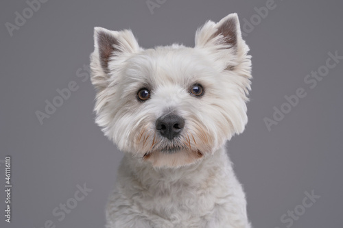 West highland terrier with white fur against gray background