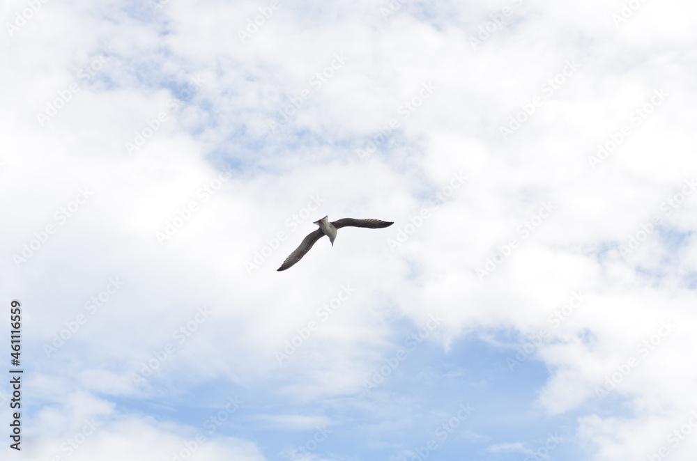 seagull flying in the blue sky with some wispy white clouds seagull flying in the blue sky with some wispy white clouds