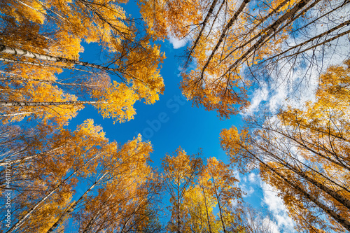 Bright yellow leaves on autumn birches against the blue sky.