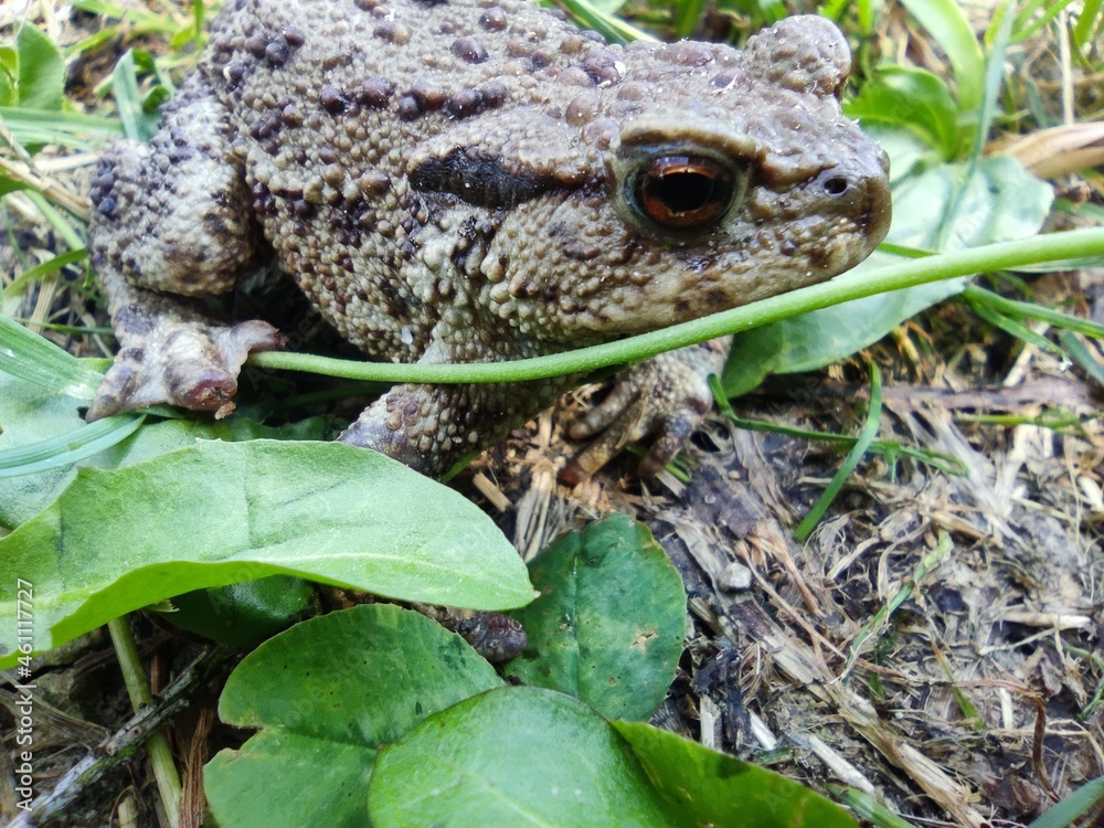Obraz premium frog in the grass