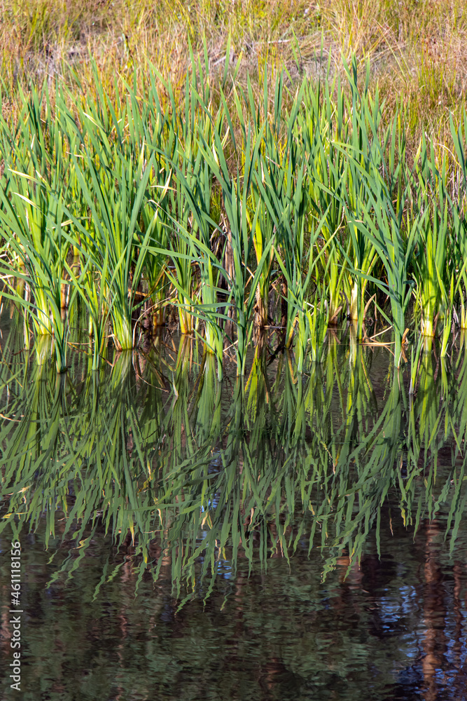 Fototapeta premium A green reeds with reflected on a water surface.