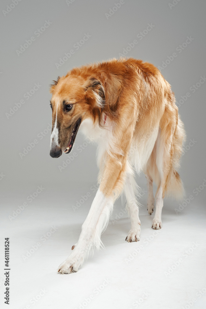 Pedigreed saluki dog with fluffy fur walking against grey background Pedigreed saluki dog with fluffy fur walking against grey background