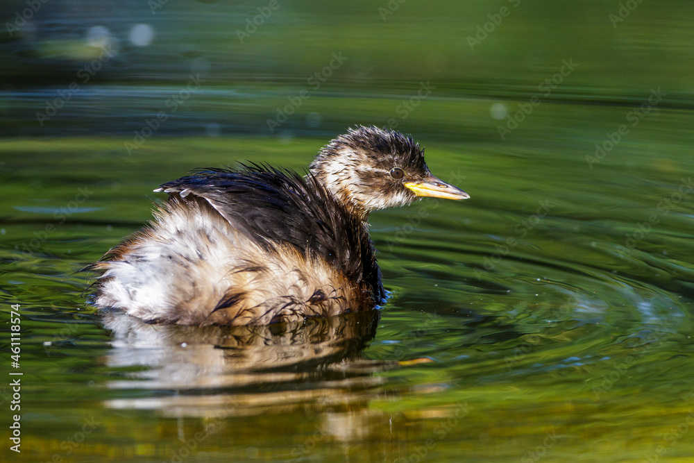 Zwergtaucher (Tachybaptus ruficollis) Jungvogel Zwergtaucher (Tachybaptus ruficollis) Jungvogel