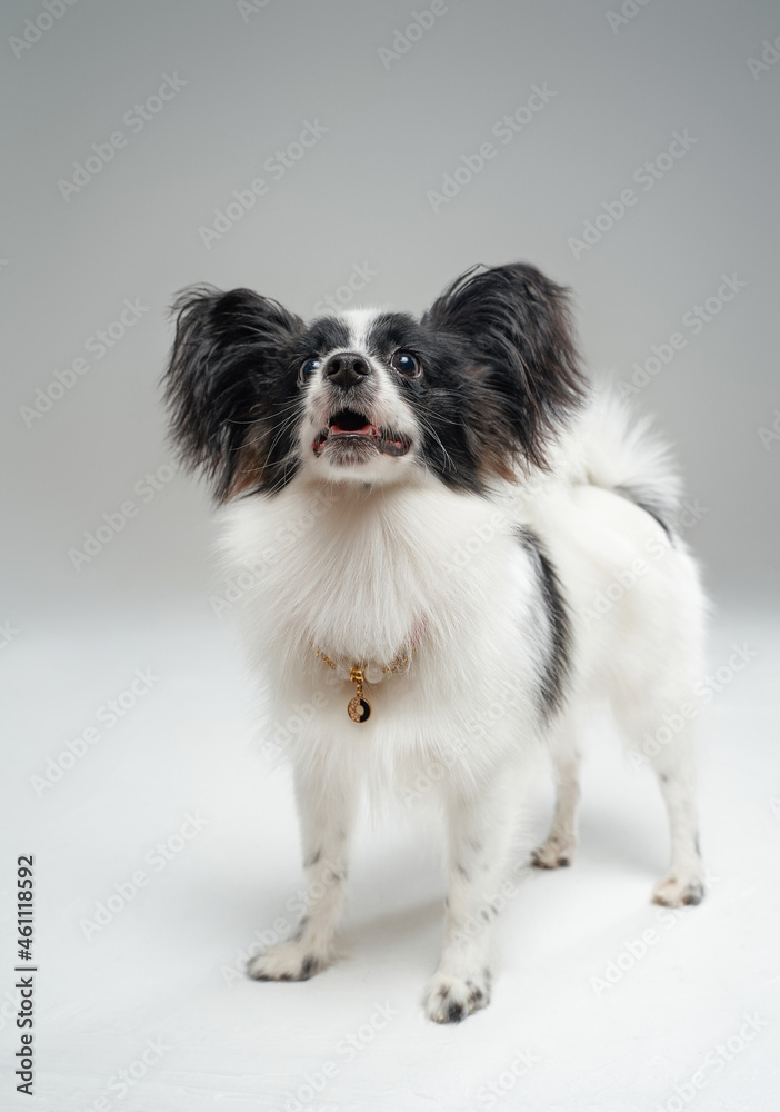 Domestic black white papillon dog against white background Domestic black white papillon dog against white background