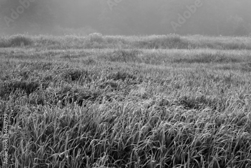 łąka we mgle
