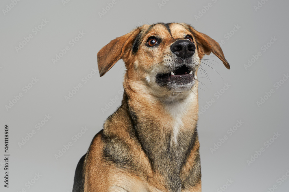 Shot of brown furred doggy against gray background Shot of brown furred doggy against gray background
