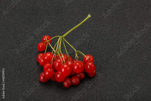 Red tasty and juicy Viburnum berries