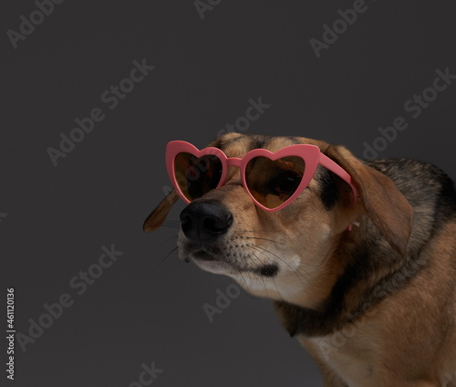 Fashion brown furred dog with heart shaped sunglasses © Fxquadro