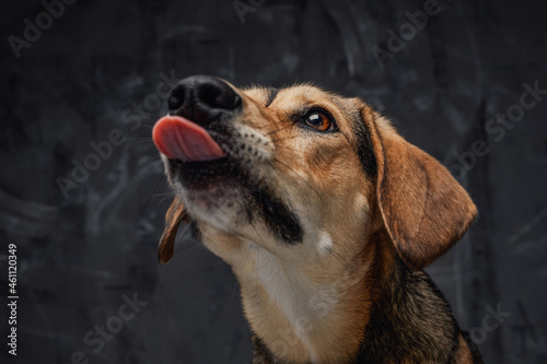 Brown furred purebred dog posing against dark background