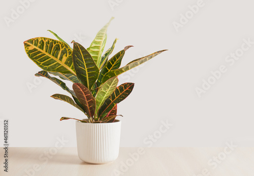 Foto croton flower in a white pot on a wooden table on a gray background