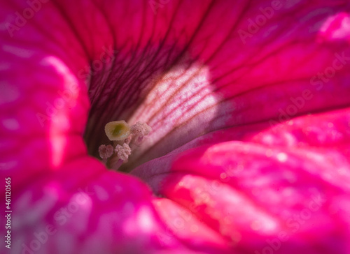 macro of flower