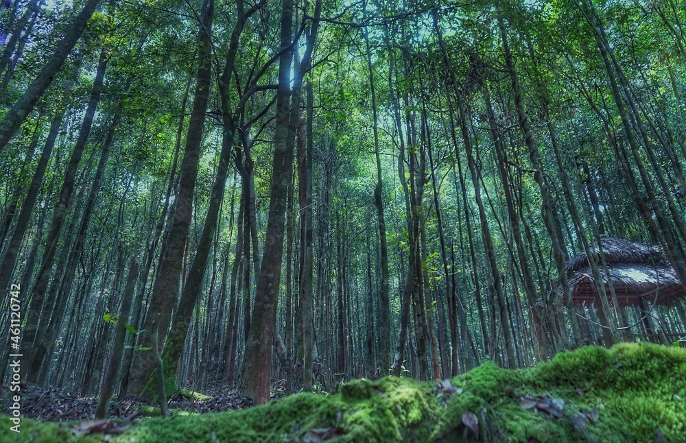 Fototapeta premium trees in the rainforest