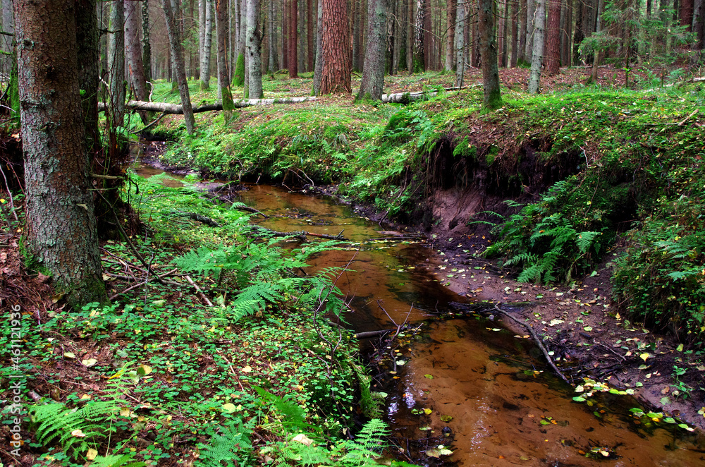 Fototapeta premium stream in the forest