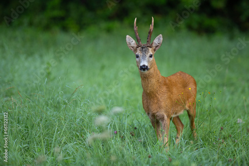 Roe deer buck staying in the dewy grass. © Karel