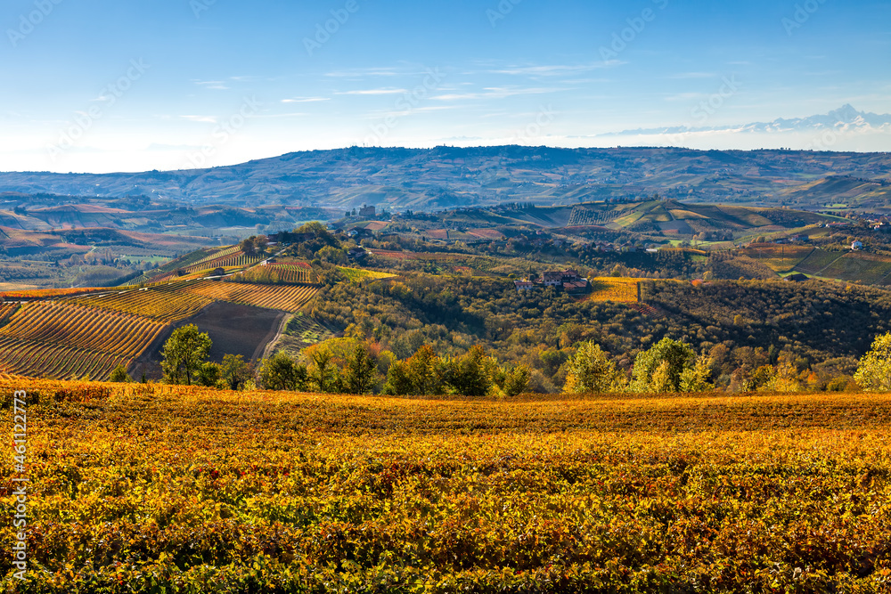 Colorful autumnal vineyards and hills of Langhe in Italy.