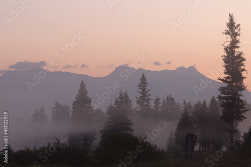 Mist drifts between layers of lodgepole pines and small bushes with distant mountains in the background under the pink light of early dawn.