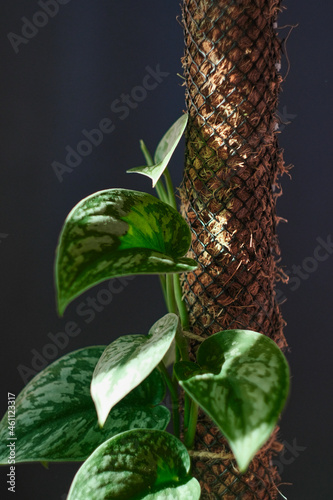 scindapsus vertical. scindapsus exotica moss pole. 
the light of the sun on the leaf