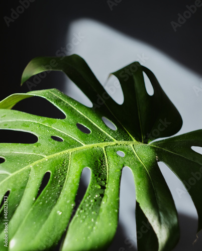 monstera with water drops on a blue background in the rays of dawn. Swiss cheese plant.