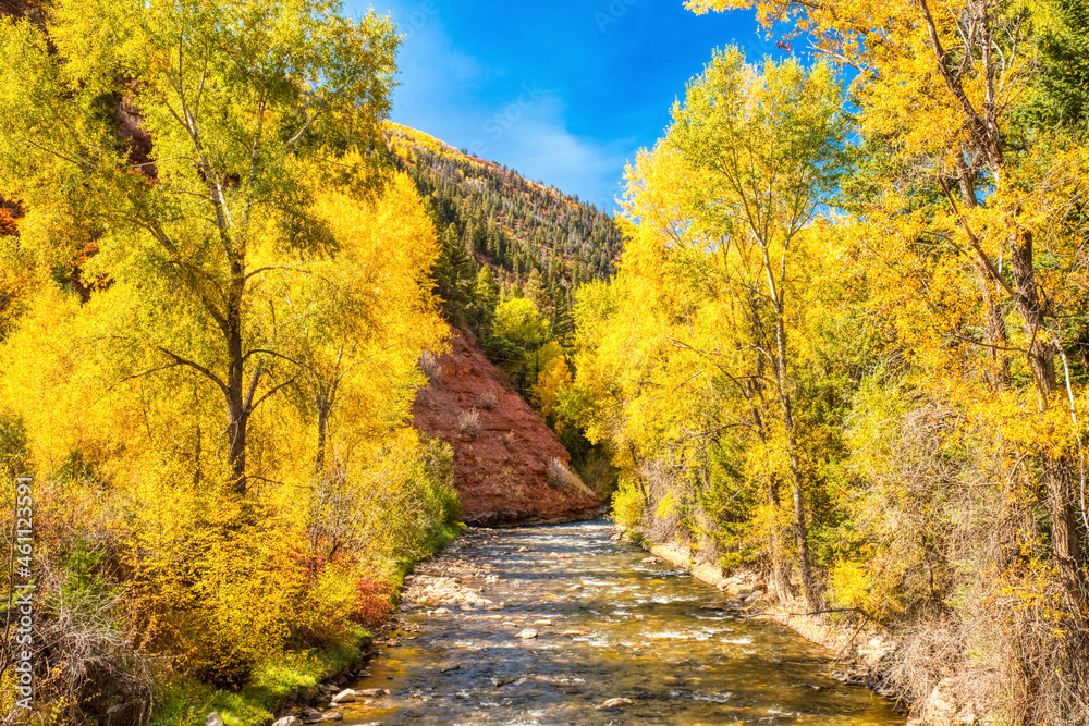 River Surrounded by Beautiful Yellow Aspen Trees in the Fall with Clear Blue Skies, Colorado, USA River Surrounded by Beautiful Yellow Aspen Trees in the Fall with Clear Blue Skies, Colorado, USA