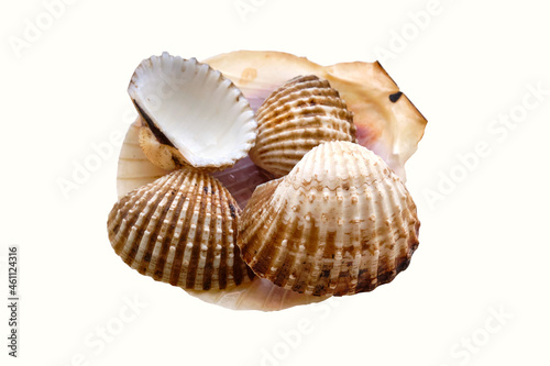 Different Sea shells isolated on a white background © Вячеслав
