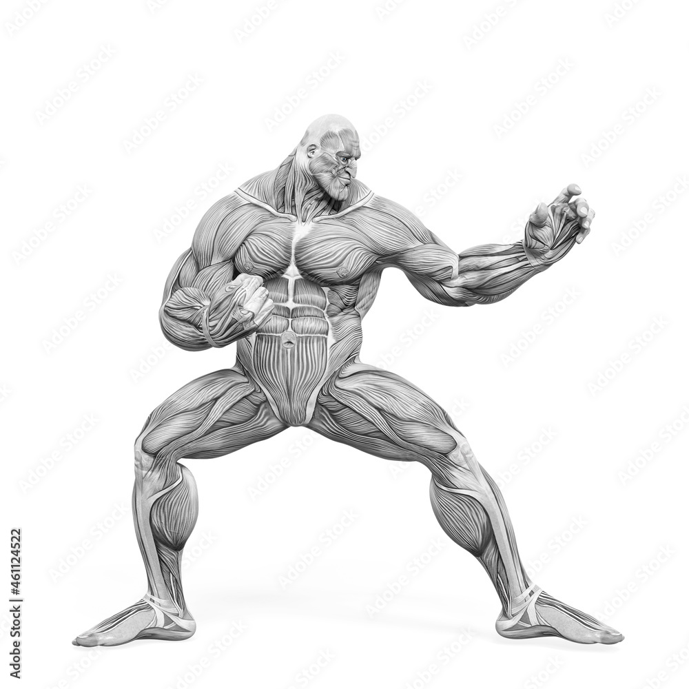 bodybuilder muscle maps is doing a mma fighter in white background bodybuilder muscle maps is doing a mma fighter in white background