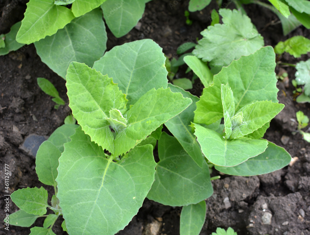 Orach (Atriplex hortensis) grows in the garden Orach (Atriplex hortensis) grows in the garden
