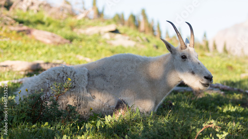 A mountain goat lays down in dappled shade in an alpine meadow near the Hidden Lake trail in Glacier National Park Montana. 