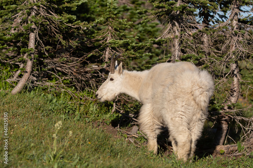 A mountain goat stands in front of a cluster of small wind gnarled pine trees in an alpine meadow in Glacier National Park Montana. 