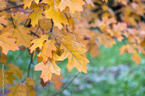 autumn foliage on a maple tree nature landscape